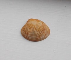 Katelysia rhytiphora