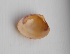 Katelysia rhytiphora