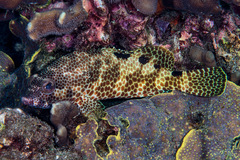 Epinephelus spilotoceps