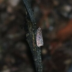Cryptaspasma querula