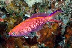 Pyronotanthias smithvanizi