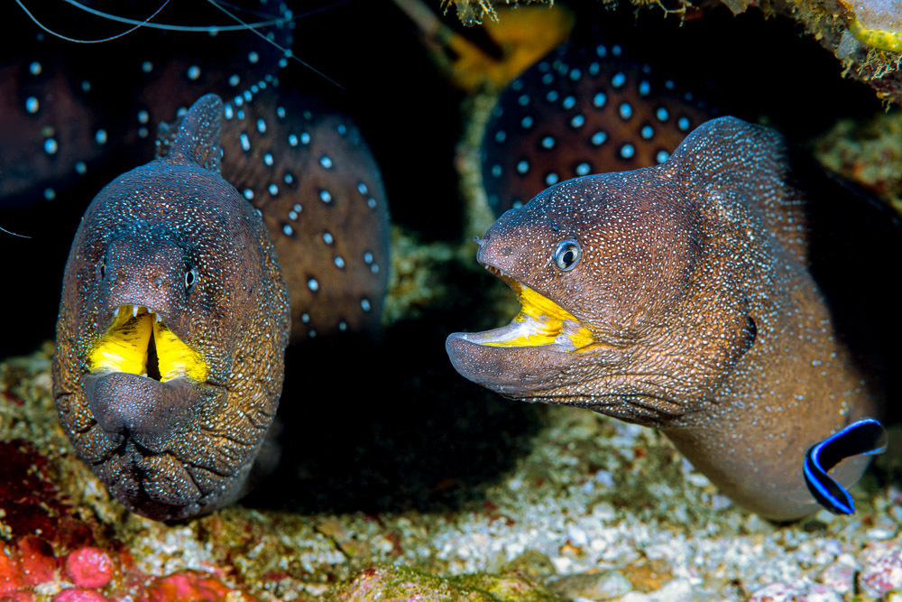 Starry moray (Gymnothorax nudivomer) — Muraenidae