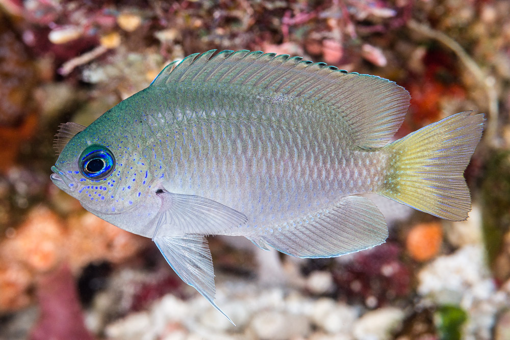 Grey Damsel