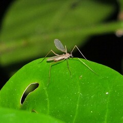 Chioneinae