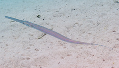 Bluespotted Cornetfish
