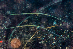 Fistularia commersonii