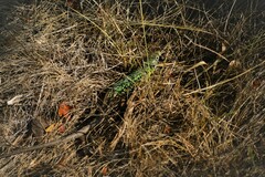 Lacerta schreiberi