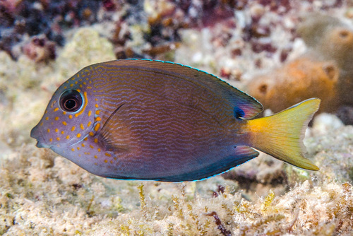 Dusky Surgeonfish