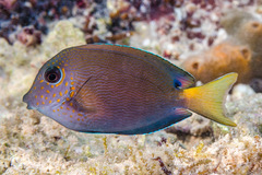 Acanthurus nigrofuscus