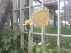 Eurema laeta