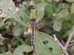 Diplacodes lefebvrii