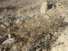 Fagonia laevis