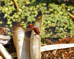 Rhodothemis lieftincki