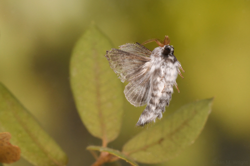iNaturalist observation photo of Tolype distincta