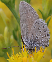 Satyrium behrii