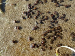 Potamopyrgus estuarinus