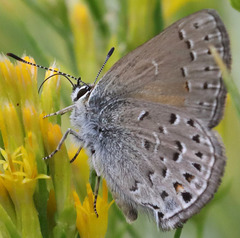 Satyrium behrii