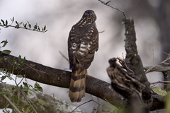 Accipiter tachiro
