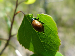 Chrysomela crotchi