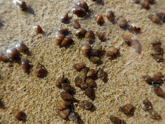 Potamopyrgus estuarinus