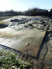 Potamopyrgus estuarinus