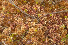 Sphagnum magellanicum