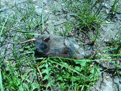 Sorex arcticus