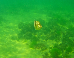 Eubalichthys mosaicus