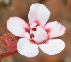 Androcalva pulchella