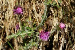 Carduus acanthoides