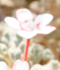 Androcalva pulchella