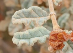 Androcalva pulchella