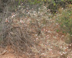 Androcalva pulchella