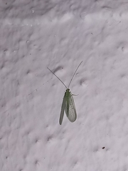 Chrysoperla comanche