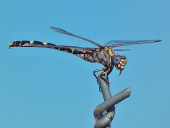 Progomphus borealis