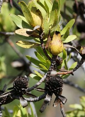 Leucadendron laureolum