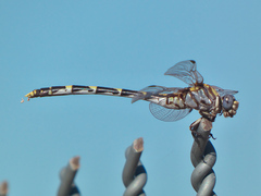 Progomphus borealis
