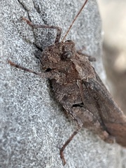 Trimerotropis verruculata