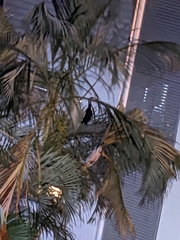 Pteropus alecto