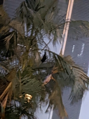 Pteropus alecto