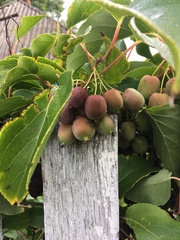 Actinidia