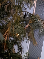 Pteropus alecto