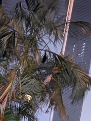 Pteropus alecto