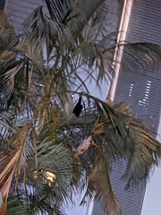 Pteropus alecto
