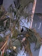 Pteropus alecto