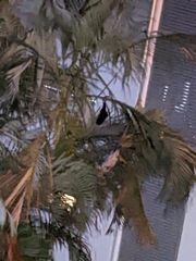Pteropus alecto