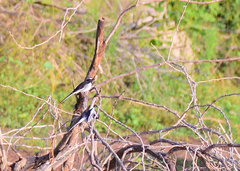 Motacilla maderaspatensis