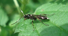 Vulgichneumon bimaculatus