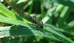 Vulgichneumon bimaculatus