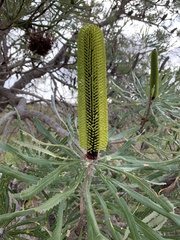 Banksia attenuata
